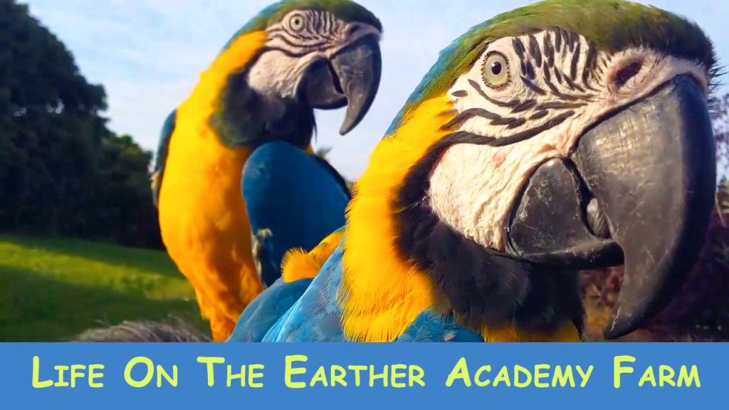 Life On The Earther Academy Farm