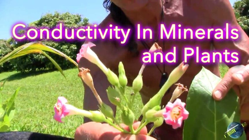 Conductivity In Minerals and Plants