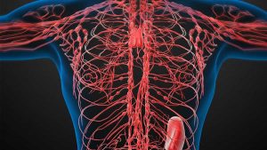 Introduction To Lymphatic System Detoxification