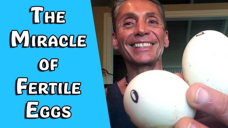 The Miracle of Fertile Eggs