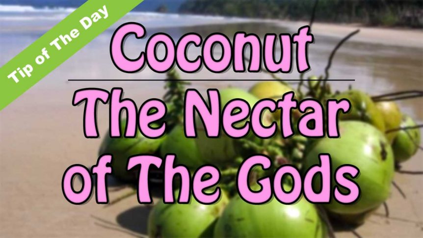 Coconut The Nectar of The Gods