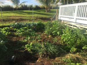 Variety of Various Greens from Arugula, Collard Leaves, Broccoli, Kale and Tomatoes.