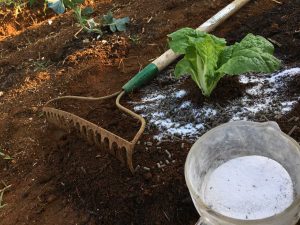 Mustard Lettuce surrounded with Calcium Dolomite and Magnesium Sulfate (Epsom Salt) and Chicken Manure.