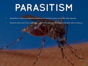 Parasitism