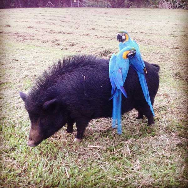 Russian Boar Hanging With Macaws