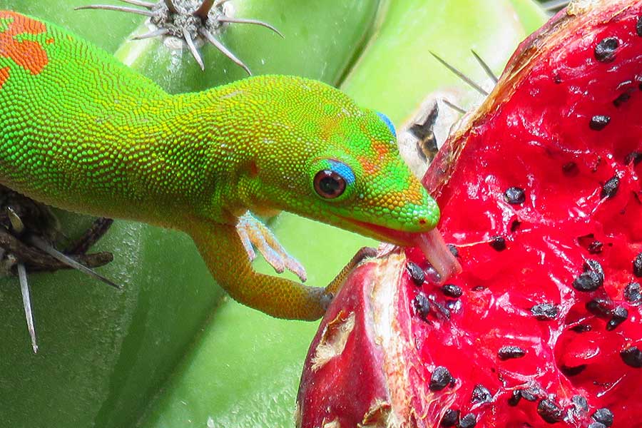 Gold dust day gecko licking the juicy red fruit of a green cactus at Moir Gardens, Kauai, Hawaii