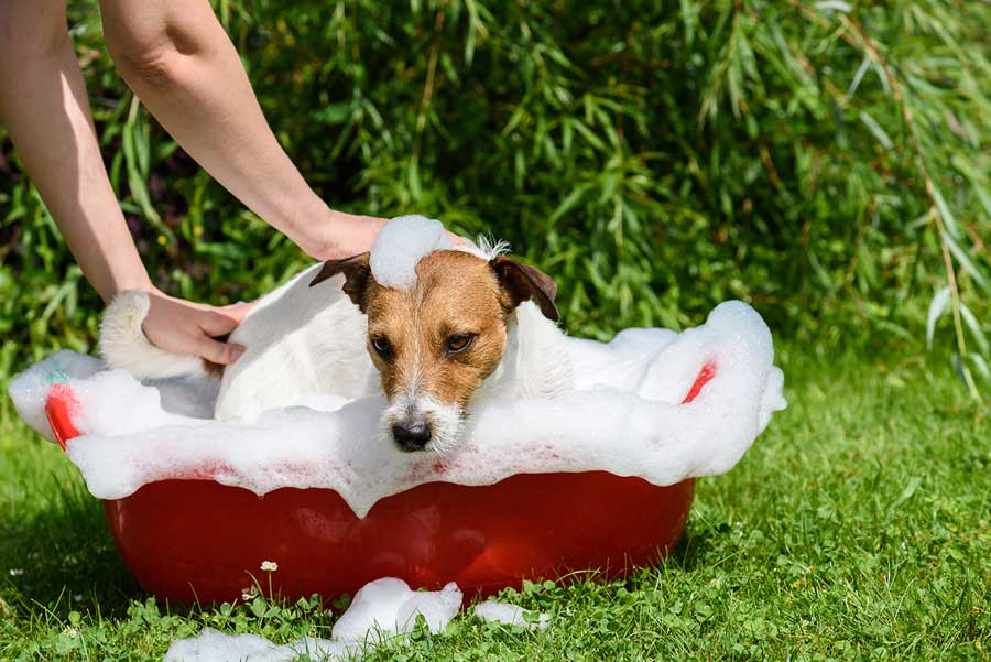 Dog takes a bath at hot summer day