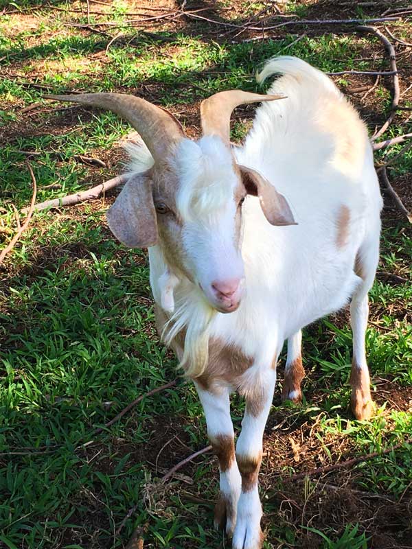 Goat from the Earther Academy Farm