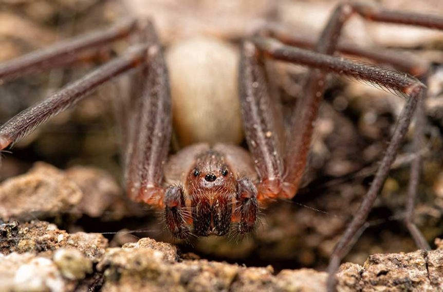 Brown Recluse Spider Bite Treatment