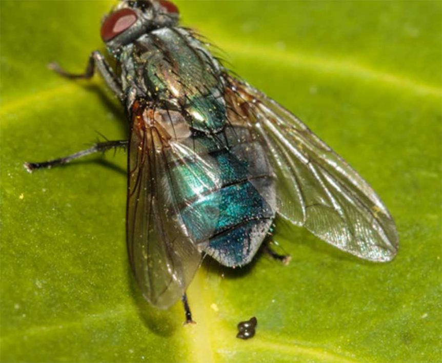 Prevention And Treatment Of Disease Transmitting Flies Earther Academy