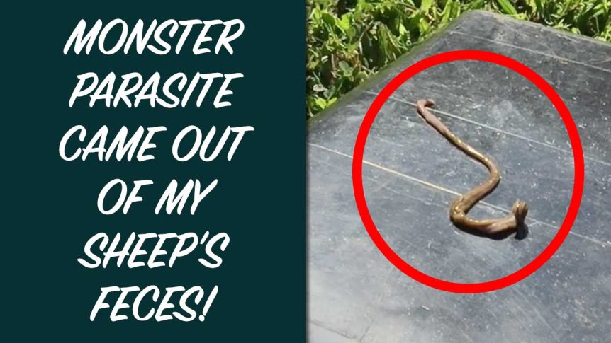 Monster Parasite Came Out Of My Sheep's Feces!