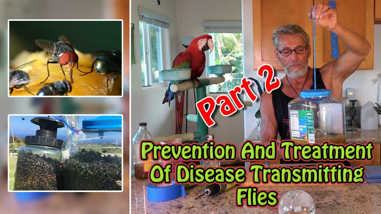 Prevention And Treatment Of Disease Transmitting Flies Part 2