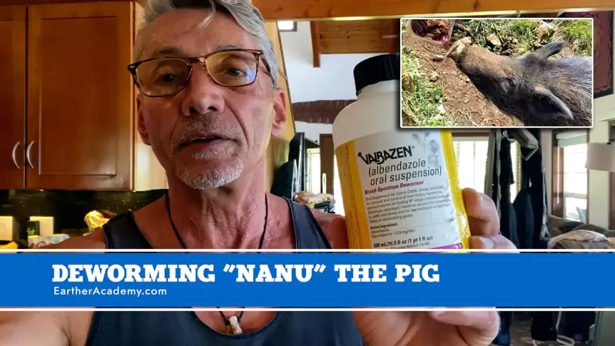 Deworming "Nanu" The Pig