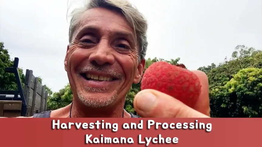 Harvesting and Processing Kaimana Lychee