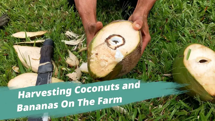 Harvesting Coconuts and Bananas On The Farm